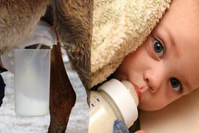 Anne sütüne en yakın süt hangisi? Anne sütü eksikliğinde bebeğe ne verilir?