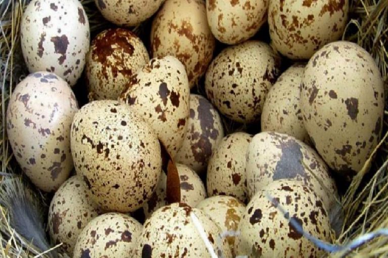 Bıldırcın yumurtasının faydaları nelerdir? Hangi hastalıklara iyi gelir?