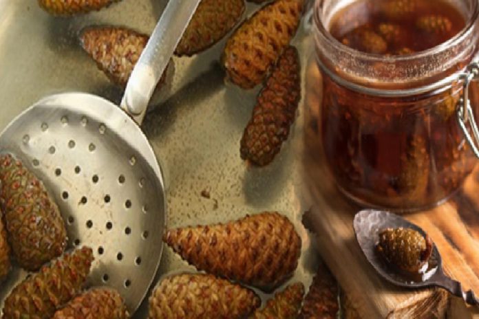 cam-kozalaginin-faydalari-nedir-cam-kozalagini-kaynatip-suyunu-icerseniz-ne-olur-NReE1yFY.jpg