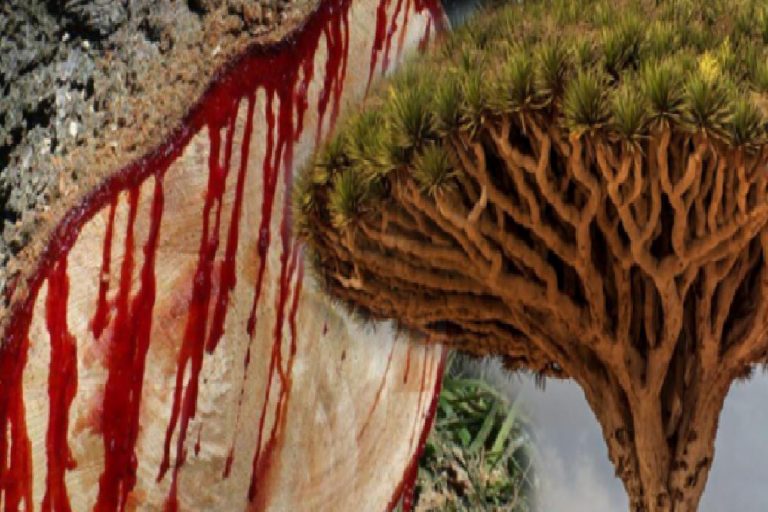 Ejder kanı ağacının faydaları nelerdir? Ejder kanı ağacı hangi hastalıklara iyi gelir?