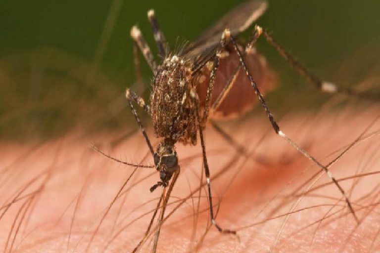 Hangi böcek ısırığı nasıl olur? Böcek ısırmaları belirtileri! Sivrisinek ısırığına doğal yöntem