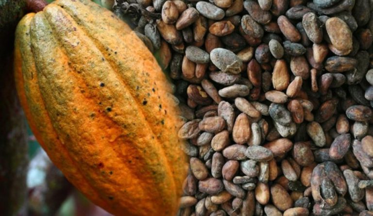 Kakaonun faydaları nelerdir? Kakao hangi hastalıklara iyi gelir?