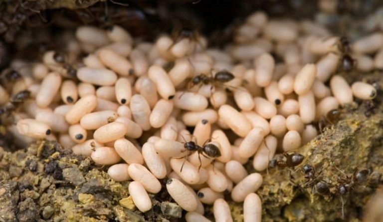 Karınca yumurta yağı ne işe yarar? Karınca yumurtası yağı kullananlar  memnun mu?