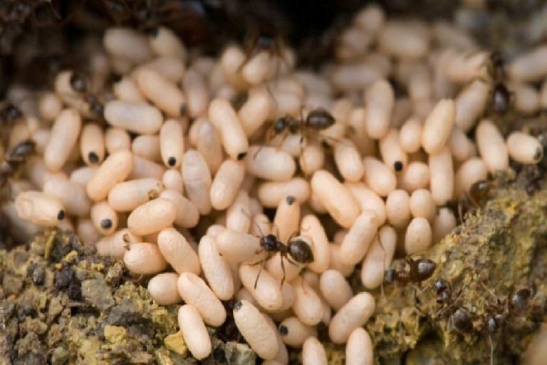 Karınca yumurta yağı ne işe yarar? Karınca yumurtası yağı tüyleri yok ediyor!