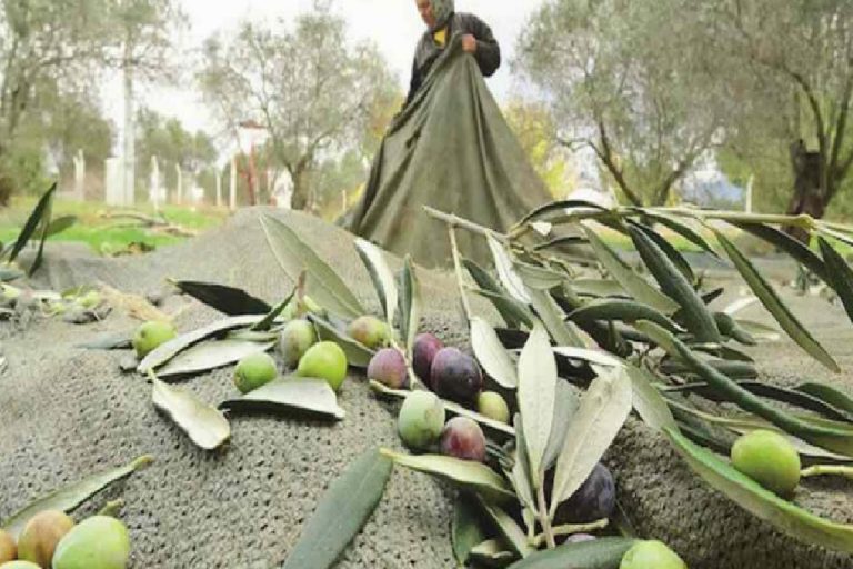 Binbir derde deva! Zeytin yaprağı çayı hem zayıflatıyor hem de koronaya karşı koruyor…