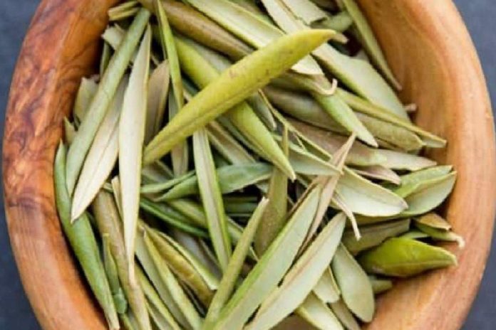insan-sagligina-muhtesem-etkisi-olan-zeytin-yapraklari-LttHObbW.jpg