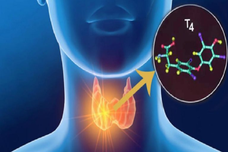 Tiroksin hormonu ne işe yarar? Tiroksin hormonu eksikliği nelere yol açar?