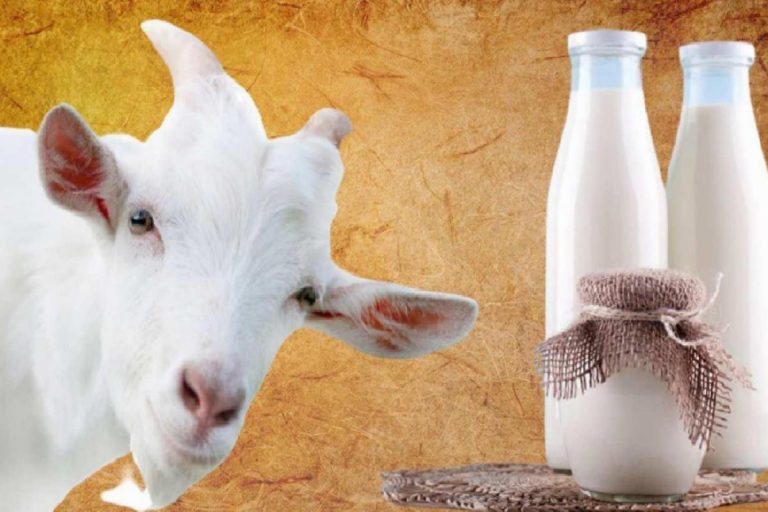 Keçi sütü nasıl tüketilir? Keçi sütü ne işe yarar? Keçi sütünün faydaları nelerdir?