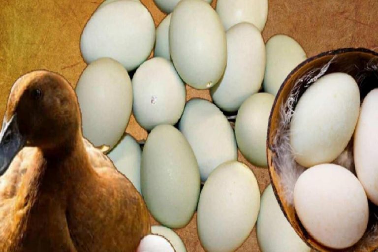 Ördek yumurtasının faydaları nelerdir? Haftada 3 defa ördek yumurtası tüketirseniz…
