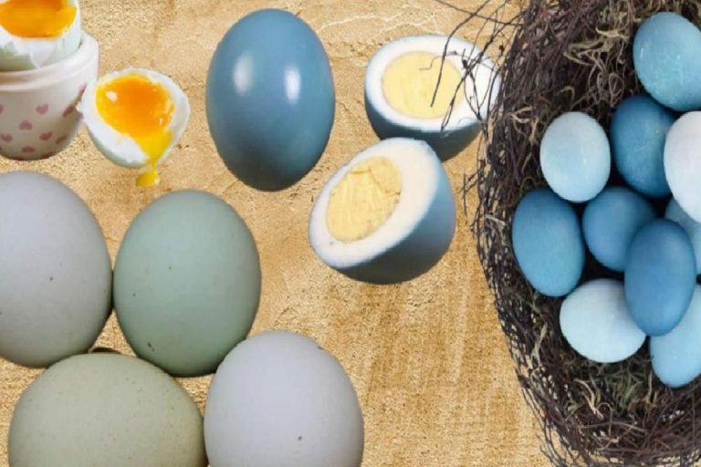 Yumurtadan 10 kat daha fazla protein içeriyor! Mavi ve yeşil yumurtanın faydaları nelerdir?