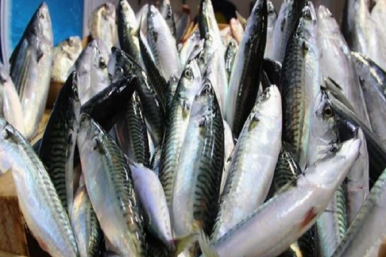 Vitamin deposu olan kolyoz balığı, nasıl pişirilir?